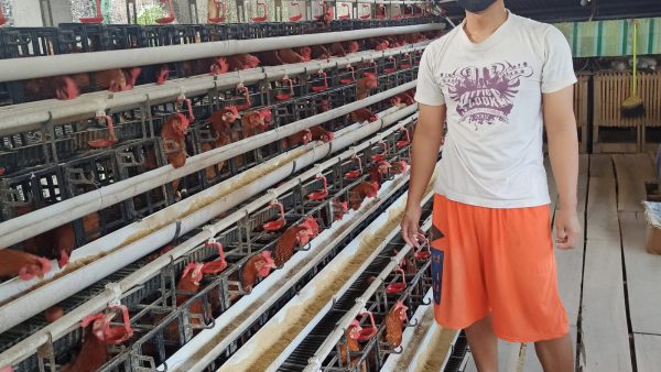 Omah Petani Muda: Inovasi Peternakan Ayam Petelur dari Tanggulwelahan
