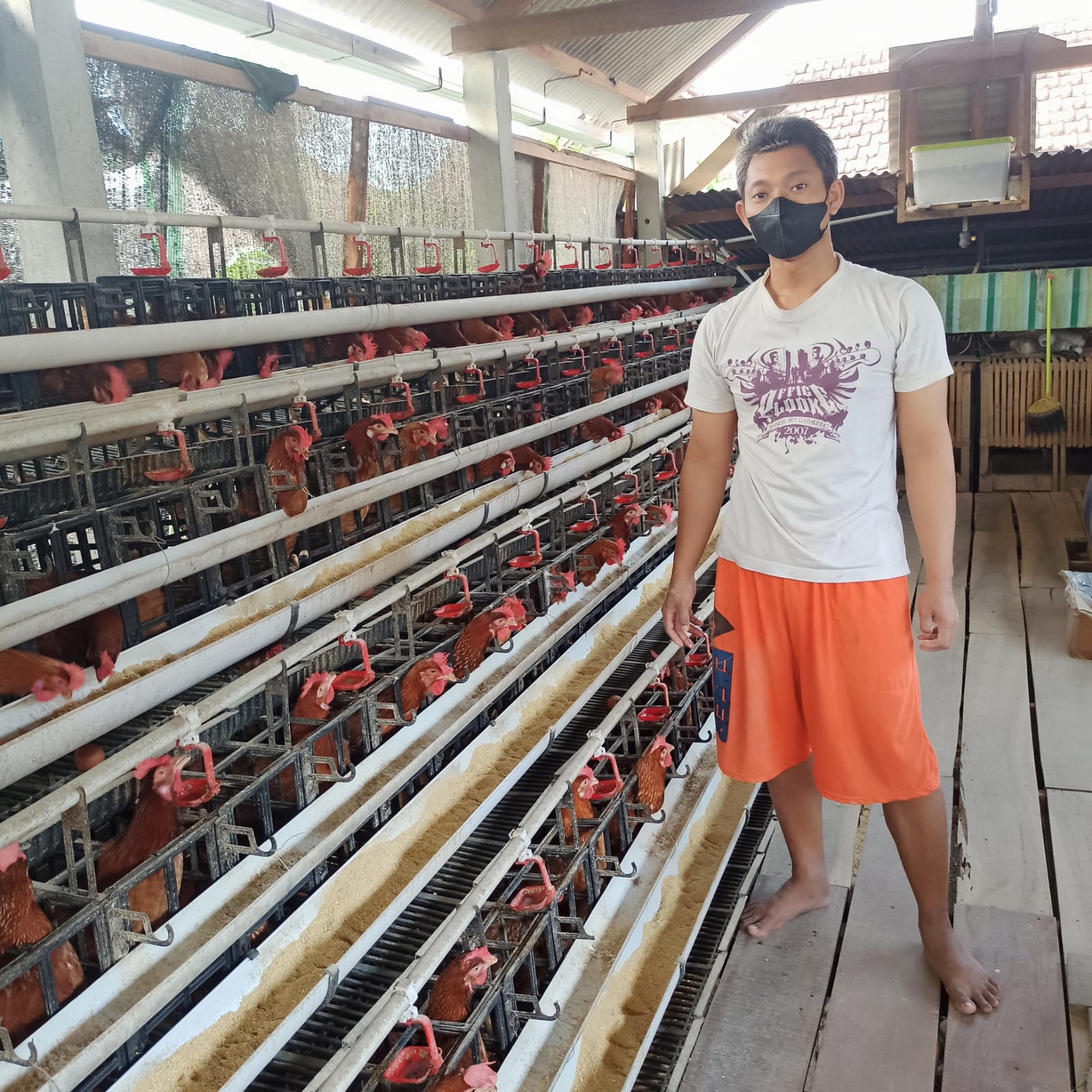 Omah Petani Muda: Inovasi Peternakan Ayam Petelur dari Tanggulwelahan